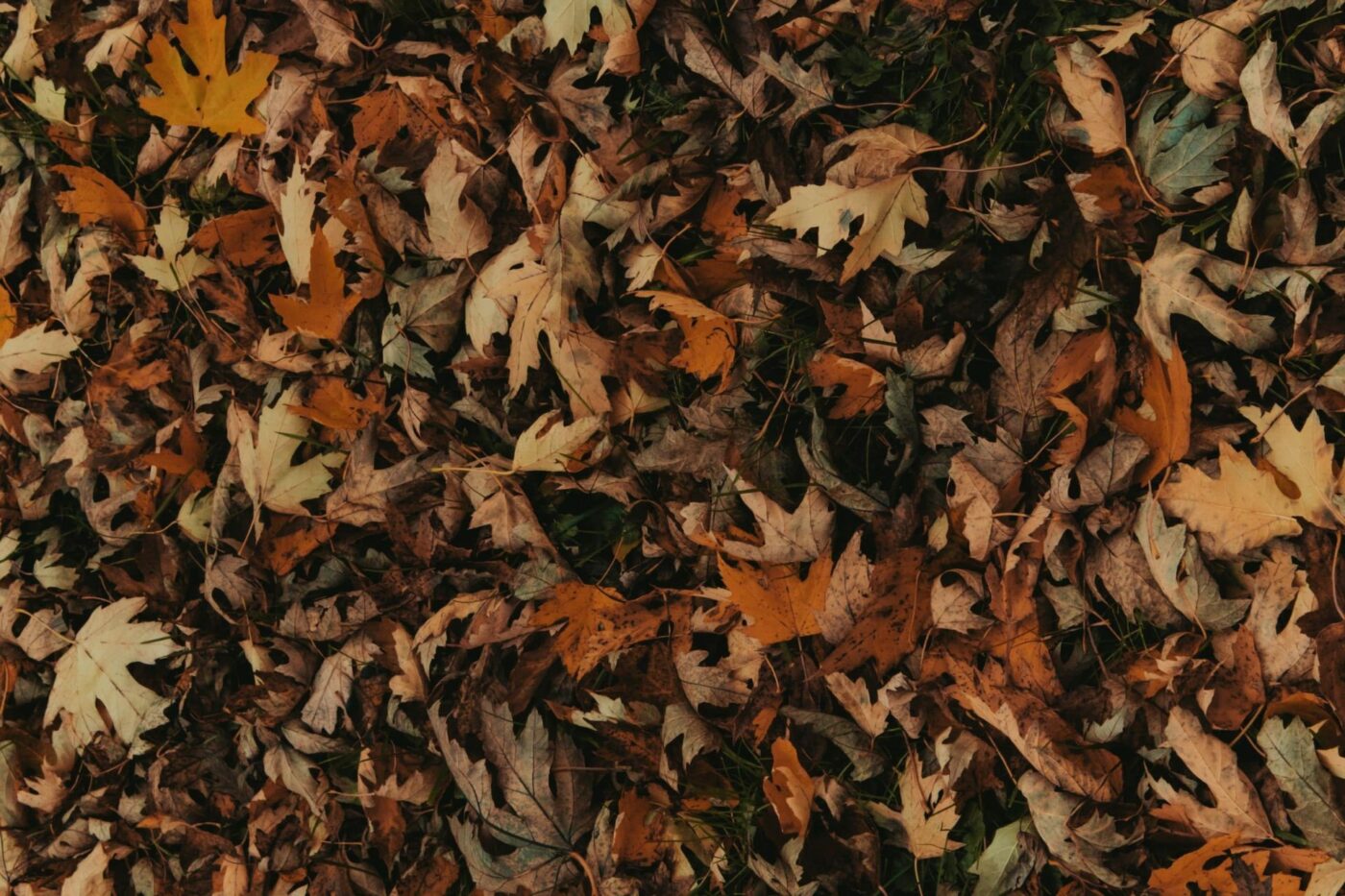Fall Yard Waste- Leaves