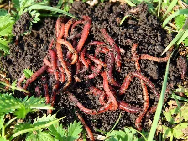 red worms for worm composting